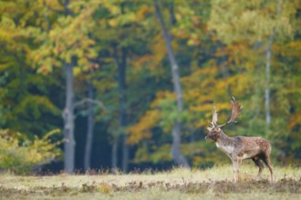 Damhirsch, Dama dama Fallow Deer, Dama dama