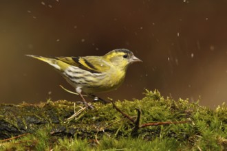 Eurasian Siskin (Spinus spinus) male, Utrecht, Netherlands