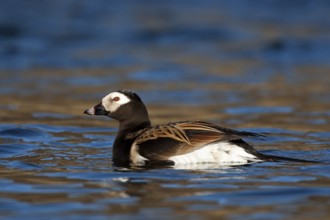 Long-tailed Duck (Clangula hyemalis) male, Myvatn, Iceland, Europe