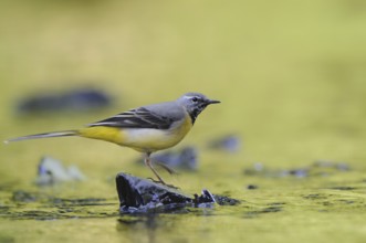 Grey Wagtail (Motacilla cinerea) male, North Rhine-Westphalia, Germany, Europe