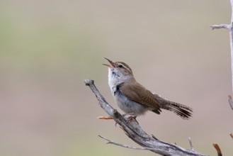 Bewick's Wren (Thryomanes bewickii) singing, Texas, USA, North America