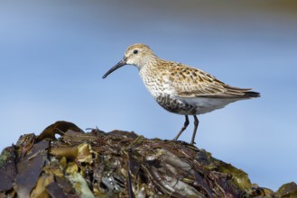 Dunlin (Calidris alpina), Iceland, Europe