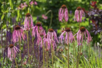 Flowers of the medicinal plant coneflower (Echinacea pallida), Münsterland, North Rhine-Westphalia,