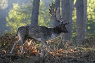 Fallow deer (Dama dama), fallow deer, forest