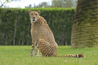 Cheetah (Acinonyx jubatus), meadow, captive