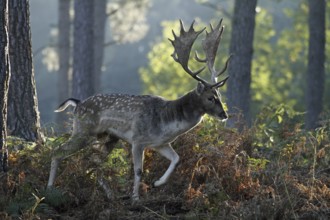 Fallow deer (Dama dama), fallow deer, forest