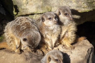 Close-up of meerkat (Suricata suricatta)