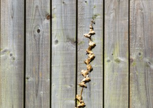 Withered brown dead ivy plant climbing up wooden fence, UK