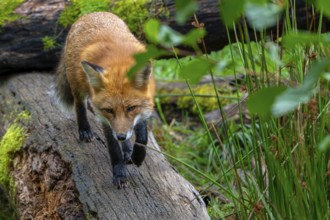 Foraging red fox (Vulpes vulpes) walking over fallen tree trunk at edge of forest