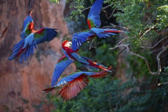 Red-and-green macaw (Ara chloropterus) Buraco das Araras Brazil