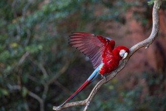 Red-and-green macaw (Ara chloropterus) Buraco das Araras Brazil