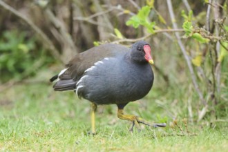 Common moorhen (Gallinula chloropus) on a meadow, Düne, Helgoland, Schleswig-Holstein, Germany,