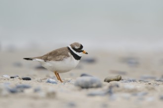 Common ringed plover (Charadrius hiaticula) on the beach, Düne, Helgoland, Schleswig-Holstein,