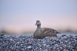 Common eider (Somateria mollissima) female on the beach at sunset, Düne, Helgoland,