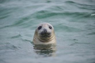 Grey seal (Halichoerus grypus) looking out of the water while swimming in the sea, Düne, Helgoland,