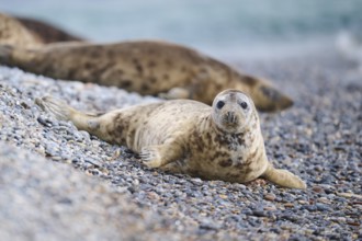 Grey seal (Halichoerus grypus) on the beach, Düne, Helgoland, Schleswig-Holstein, Germany, Europe