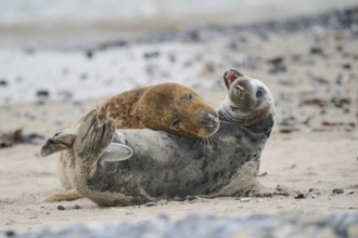 Grey seal (Halichoerus grypus) playing with each other on the beach, Düne, Helgoland,