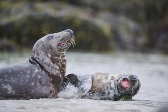 Grey seal (Halichoerus grypus) playing with each other in the water, sea, Düne, Helgoland,