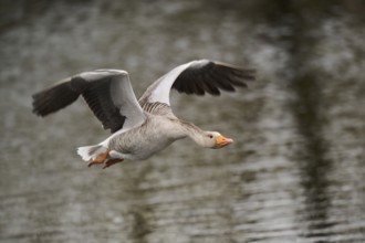 Graylag goose (Anser anser) strats flying from the water, Düne, Helgoland, Schleswig-Holstein,