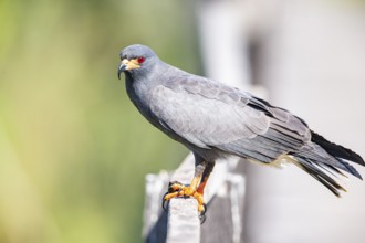 Snail Buzzard (Rostramus sociabilis) Pantanal Brazil