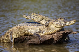 Spectacled caiman (Caiman crocodilius) Panatanal Brazil
