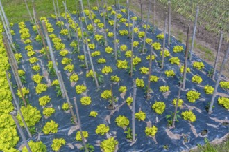 A field of green plants with yellow stems and leaves. The plants are growing in a field with a