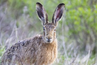 European hare (Lepus europaeus) Germany