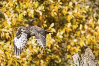 Common buzzard (Buteo buteo) Germany