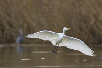 Great White Egret (Egretta alba) Germany