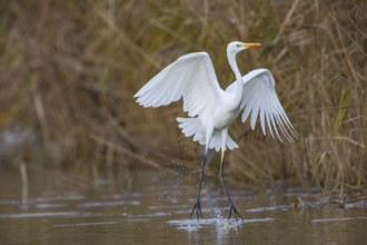 Great White Egret (Egretta alba) Germany