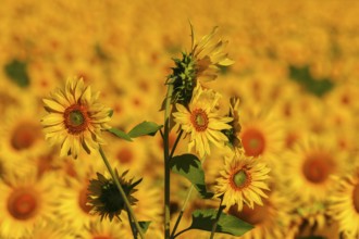 Sunflower field in Tuscany, Tuscany, Italy, Europe