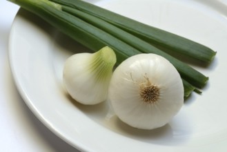 Onion, spring onions on a plate