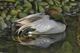 Falcated Duck (Mareca falcata) male, California, USA, North America
