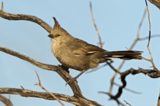 Chiming Wedgebill (Psophodes occidentalis), Western Australia, Australia, Oceania