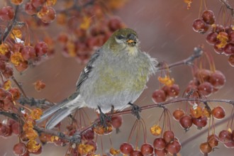 Pine Grosbeak (Pinicola enucleator) female, Ontario, Canada, North America