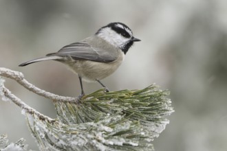 Mountain Chickadee (Poecile gambeli), New Mexico, USA, North America
