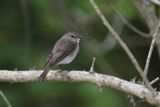Ashy Flycatcher (Muscicapa caerulescens), Western Cape, South Africa, Africa