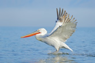 Palican with open wings, hunting animal. Wildlife scene from European nature. Bird and blue sky.