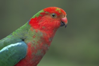 Australian King Parrot (Alisterus scapularis) male, New South Wales, Australia, Oceania