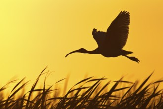 Australian White Ibis (Threskiornis molucca) flying, Victoria, Australia, Oceania