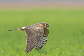 Steppenweihe, Pallid Harrier, Circus macrourus, Busard pâle, Aguilucho Papialbo