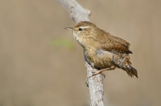 Eurasian Wren (Troglodytes troglodytes) perched on a branch, Aosta Valley, Italy, Europe