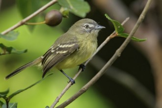 Pale-tipped Inezia (Inezia caudata) perched on a branch in the grasslands of Guyana