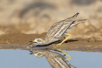 Eurasian Stone-curlew (Burhinus oedicnemus) juvenile drinking, Eilat, Israel, Asia