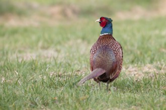 Common Pheasant (Phasianus colchicus) male, Lower Saxony, Germany, Europe