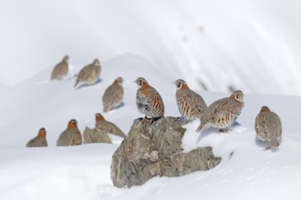 Tibetan Partridge, Perdix hodgsoniae, flock of birds sitting in the snow in the winter mountain.