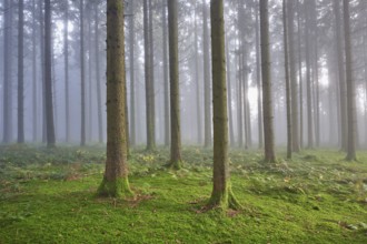 Coniferous forest in fog with moss-covered ground, Horben, Lindenberg, Canton Aargau, Switzerland,