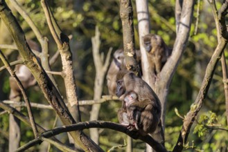 An adult female mandrill (Mandrillus leucophaeus) sits with her baby high up in a tree. A green