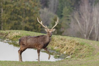 A Japanese sika deer (Cervus nippon nippon) stands attentively in a meadow in hilly terrain and