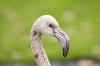 Greater Flamingo (Phoenicopterus roseus) portrait, youngster, captive, Germany, Europe